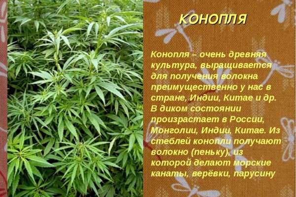 Ссылки мега кракен
