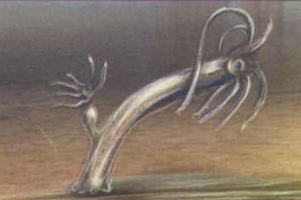 Kraken домен