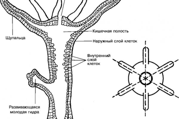 Кракен маркер даркнет