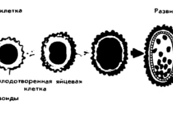 Кракен ссылка официальная